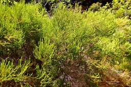 Erica reunionensis.branle vert.ericaceae.endémique Réunion.P1036517