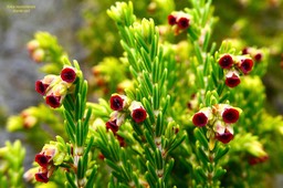 Erica reunionensis.branle vert .( rameau avec fleurs )ericaceae.endémique Réunion.P1036728