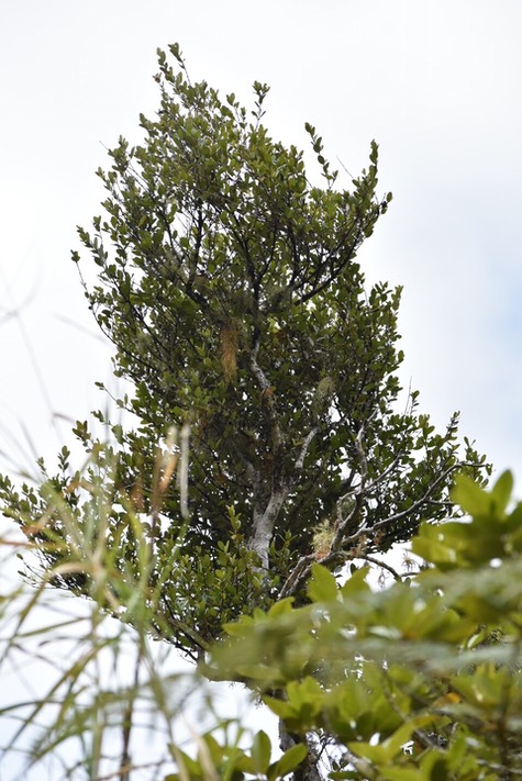 Eugenia buxifolia - Bois de Nèfles - MYRTACEAE - Endémique Réunion - MB2_8572