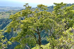 Mimusops balata.grand natte.sapotaceae.endémique Réunion Maurice; P1036505