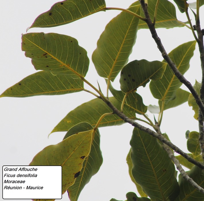 mtb-12- Ficus densifolia (4)