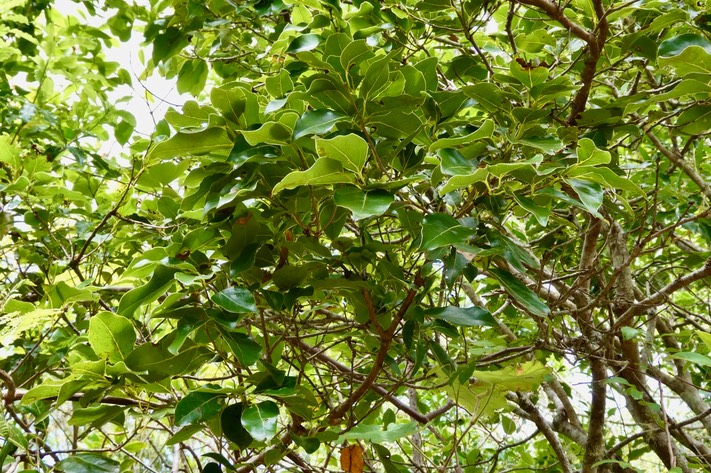 Ocotea obtusata.cannelle marron.lauraceae. endémique Réunion Maurice.P1036630 2