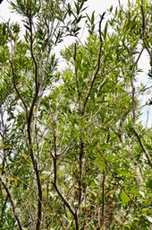 Olea lancea.bois d'olive blanc.oleaceae.indigène Réunion. P1036634