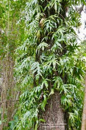Phymatosorus scolopendria. fougère patte de lézard.olypodiaceae.indigène Réunion.  P1036703