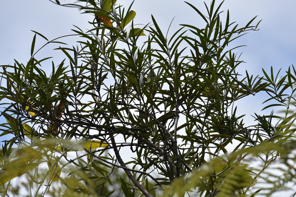 Secamone volubilis - Liane Bois d'olive - APOCYNACEAE - Endémique Réunion, Maurice - MB2_8573