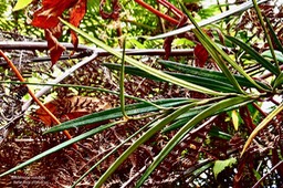 Secamone volubilis .liane bois d'olive.apocynaceae.endémique Réunion Maurice .P1036573