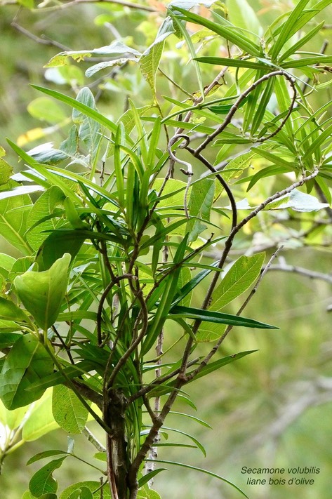 Secamone volubilis.liane bois d'olive.apocynaceae.endémique Réunion  Maurice.P1036715