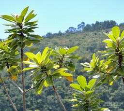 Sideroxylon borbonicum.bois de fer bâtard.natte coudine.sapotaceae.endémique Réunion.P1036512