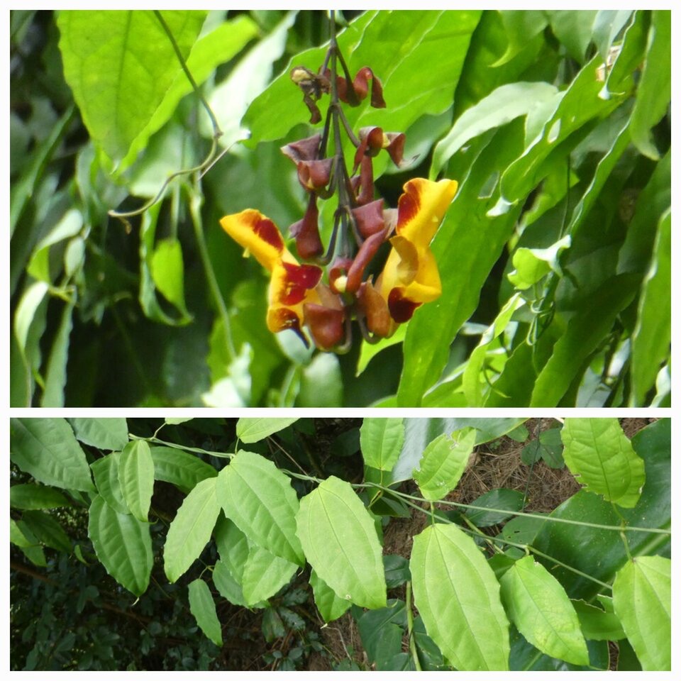Thunbergia mysorensis - Liane de Myrose - ACANTHACEAE - Asie tropicale - 20221011_220022