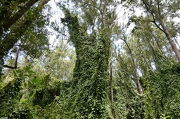 Thunbergia mysorensis.liane de Mysore.acanthaceae.P1036620
