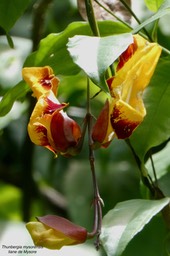 Thunbergia mysorensis.liane de Mysore.acanthaceae.P1036622