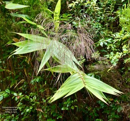 Thysanolaena latifolia.bambou balai.herbe du tigre .poaceae.potentiellement envahissante.P1036721
