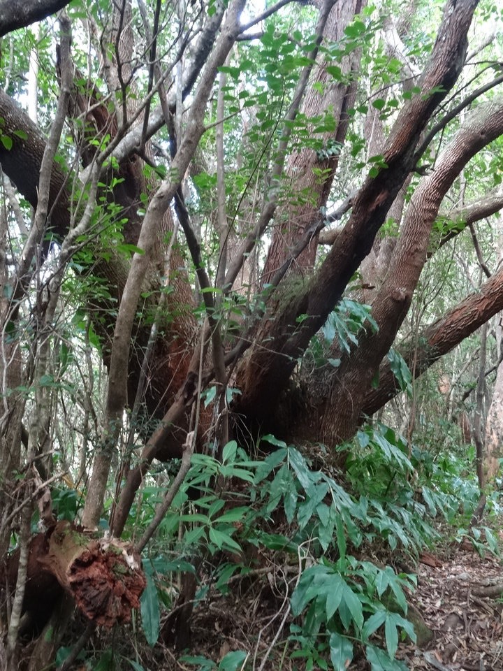 Agarista salicifolia - Bois de rempart - ERICACEAE - Indigène Réunion 