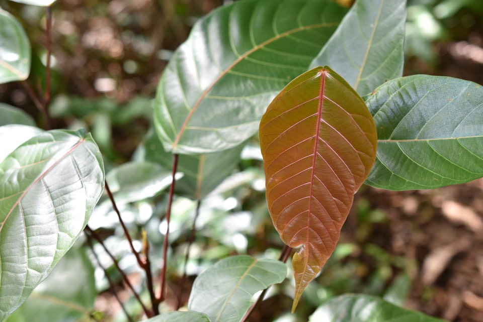 Hancea integrifolia - Bois de perroquet - EUPHORBIACEAE -  Endémique Réunion, Maurice