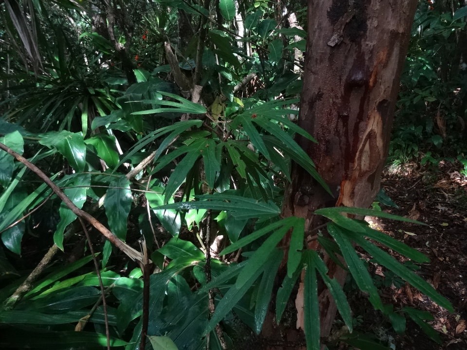 Hibiscus boryanus - Foulsapate - Malvaceae - Endémique Réunion, Maurice