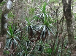 Pandanus purpurascens - Pimpin des Hauts - PANDANACEAE - Endémique Réunion
