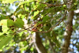 Syzygium cymosum - Bois de pomme rouge - MYRTACEAE - Endémique Réunion, Maurice