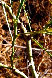 Parkinsonia aculeata .Quatre épingles.fabaceae.espèce potentiellement envahissante.P1034470