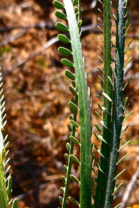 Parkinsonia aculeata .Quatre épingles.fabaceae.espèce potentiellement envahissante.P1034468