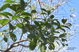 Scutia myrtina . bois de sinte. ( rameau avec un petit fruit vert )rhamnaceae.indigène Réunion.P1034511.JPGP1034501