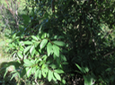 14 - Annona squamosa - Zatte - Annonaceae - Origine inconnue