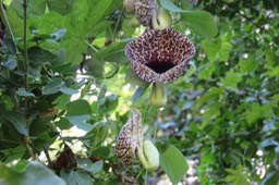 24-Aristolochia ringens Vahl. - Aristoloche - Aristolochiaceae - Amérique du Sud
