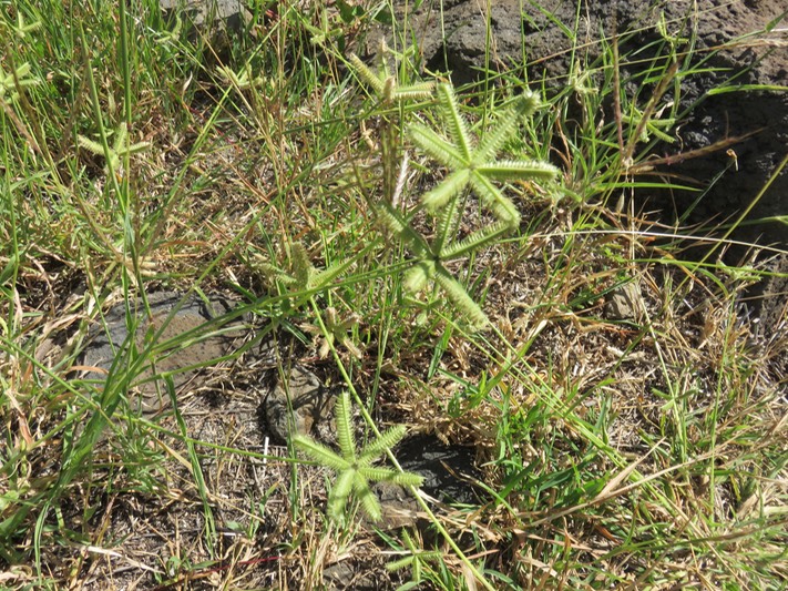 31- ??? Dactyloctenium ctenoides (Steud.) Bosser - - Poaceae - Afrique. Madagascar. Mayotte. Seychelles. Mascareignes.