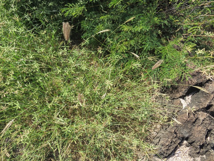 34- ??? (le pus grand, brun) Cynodon dactylon - Petit chiendent - Poaceae - Indigène ? et (à terre) Dactyloctenium ctenoides (Steud.) Bosser - - Poaceae - Afrique. Madagascar. Mayotte. Seychelles. Mascareignes
