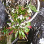 Heterochaenia rivalsii Campanulaceae Endémique La Réunion 6787.jpeg