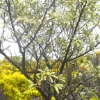 Sophora denudata Petit tamarin des hauts  Fabaceae Endémique La Réunion 6719.jpeg