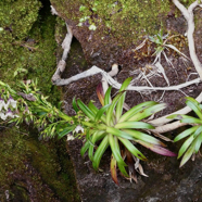 entrelacs d'Heterochaenia rivalsii  Campanulaceae  Endémique Réunion.jpeg