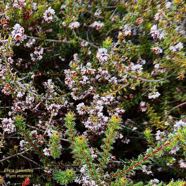 Erica galioides thym marron  ericaceae endémique Réunion.jpeg