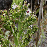 Heterochaenia rivalsii  Campanulaceae  Endémique Réunion (2).jpeg