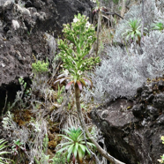 Heterochaenia rivalsii  Campanulaceae  Endémique Réunion (4).jpeg