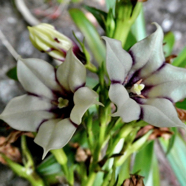 Heterochaenia rivalsii  Campanulaceae  Endémique Réunion (5).jpeg