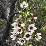 Heterochaenia rivalsii  Campanulaceae  Endémique Réunion.jpeg