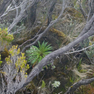 Heterochaenia rivalsii en sa cachette  Campanulaceae  Endémique Réunion.jpeg