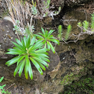 Heterochaenia rivalsii et faujasia pinifolia.jpeg