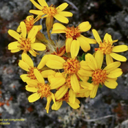 Hubertia tomentosa  var  conyzoides  Petit  ambaville  asteraceae  Endémique Réunion (1).jpeg