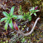 jeunes plants d'Heterochaenia rivalsii  Campanulaceae  Endémique Réunion (6).jpeg