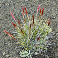 Pennisetum caffrum. Cenchrus cafer .poaceae.endémique Réunion..jpeg