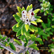Phylica nitida  ambaville bâtard.rhamnaceae.endémique Réunion Maurice (1).jpeg