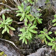 Psiadia anchusifolia  Bouillon  blanc .tabac marron. asteraceae .endémique Réunion.jpeg