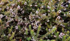 Erica galioides thym marron  er icaceae endemique Reunion.jpeg