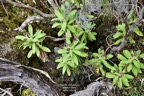 Psiadia anchusifolia  Bouillon  blanc .tabac  marron. asteraceae .endemique Reunion.jpeg