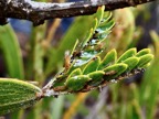 Psylles sur jeunes feuilles de tamarin des hauts (Acacia heterophylla ).jpeg