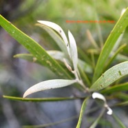 Acacia heterophylla Tamarin des hauts F abaceae Endémique La Réunion 6716.jpeg