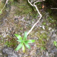 Heterochaenia rivalsii Campanulaceae Endémique La Réunion 6744.jpeg
