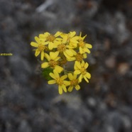 Hubertia tomentosa var. conyzoides Petit ambavi lle Asteraceae Endémique La Réunion jpeg.jpeg