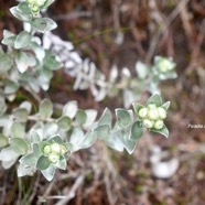 Psiadia argentea Asteraceae En démique La Réunion _6811.jpeg